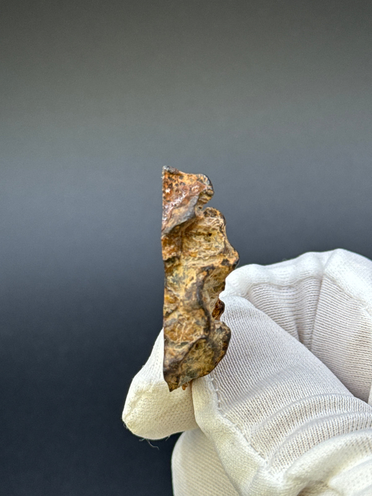 IMILAC PALLASITE METEORITE, END CUT, CHILE. 13,5 GRAMS.