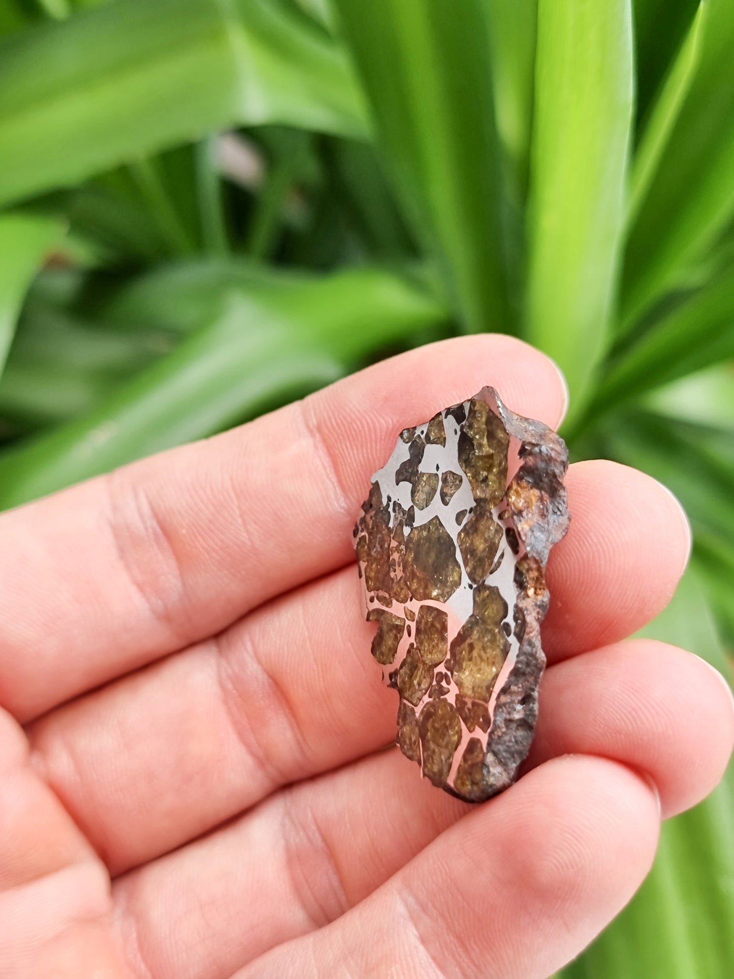 Imilac Pallasite meteorite, Chile. Endcut 16.55g