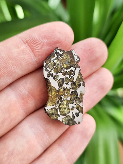 Imilac Pallasite meteorite, Chile. Endcut 13.84g