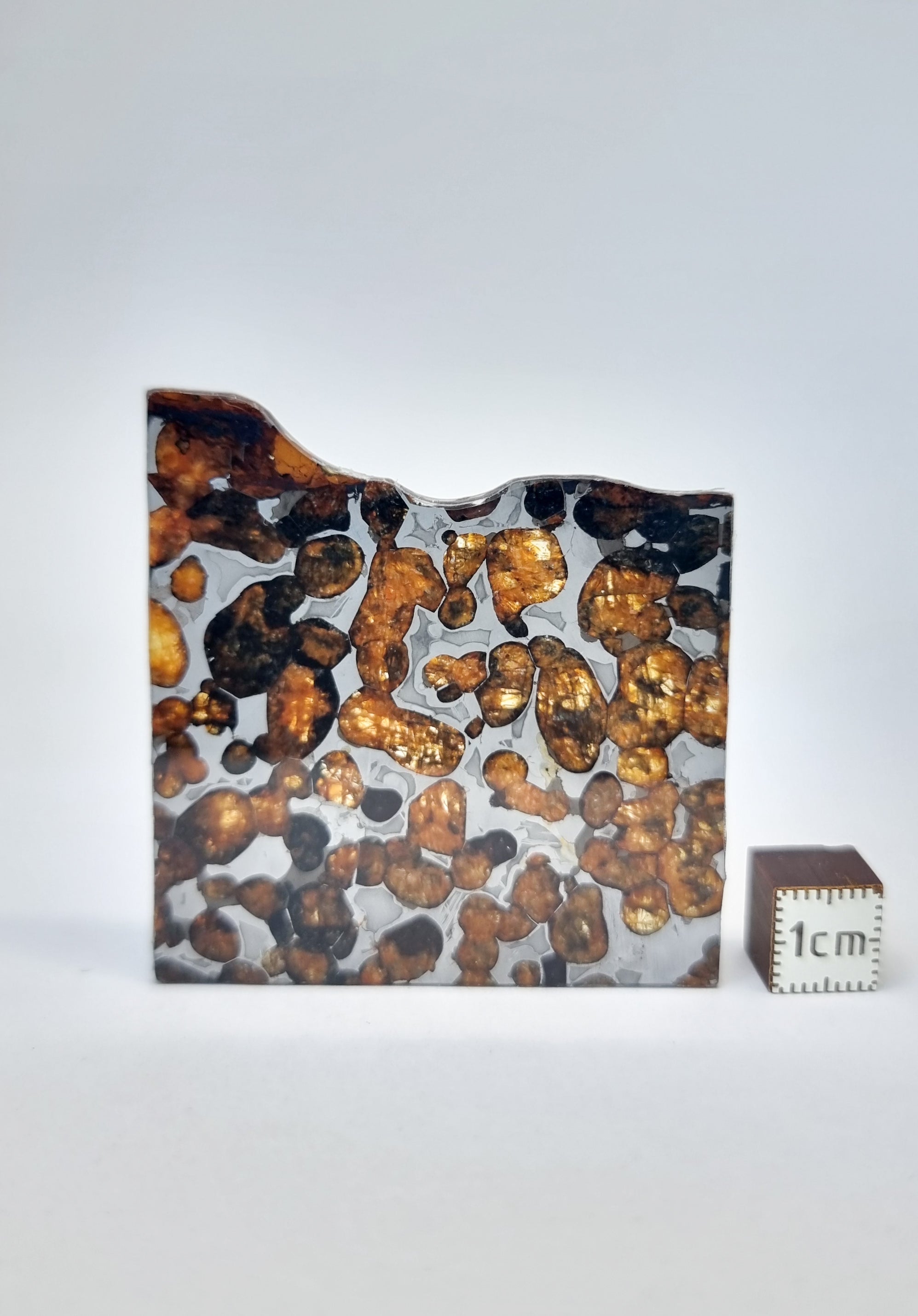 Sericho Pallasite, Kenya. 13.05g slice.