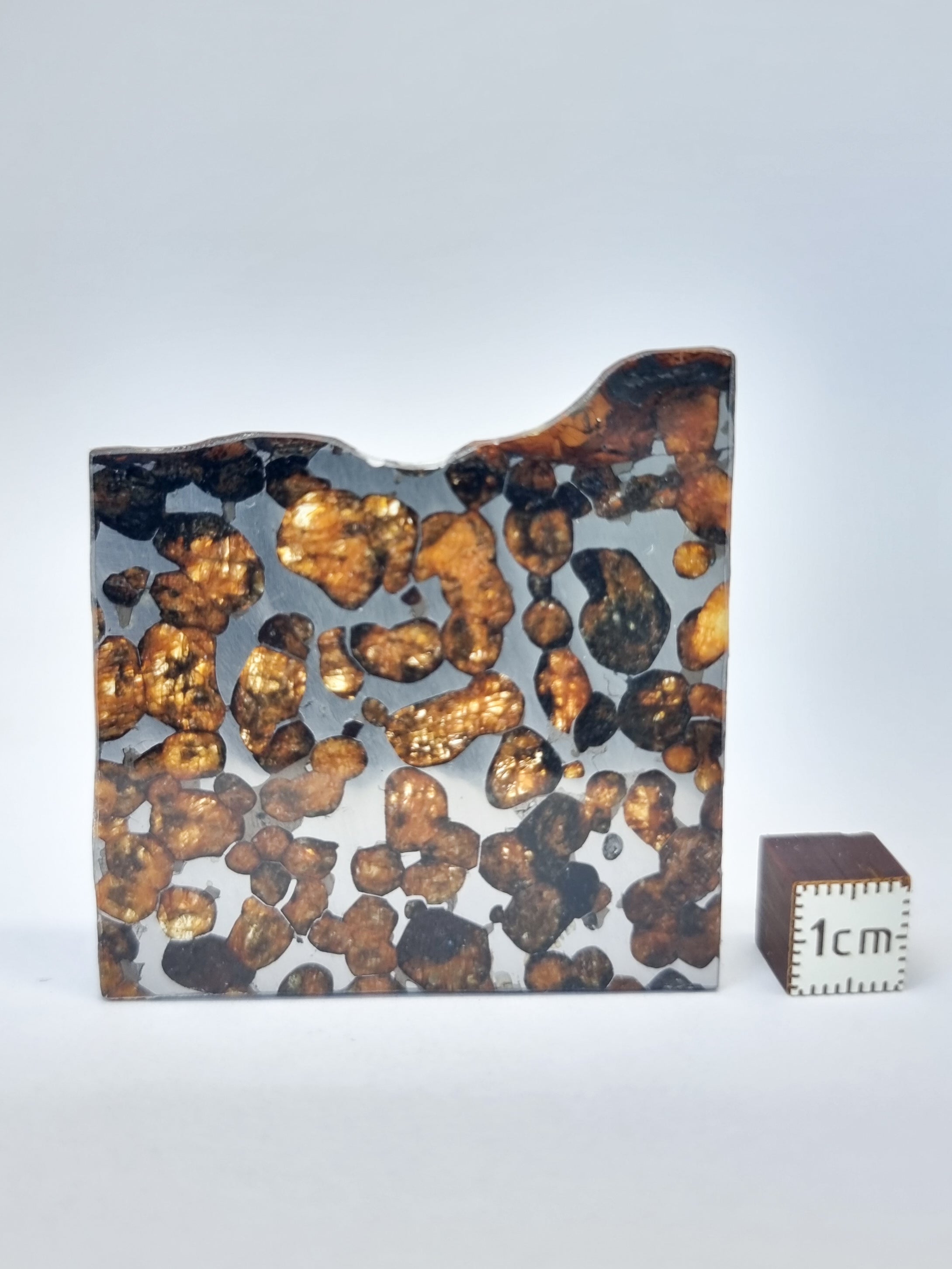 Sericho Pallasite, Kenya. 13.05g slice.