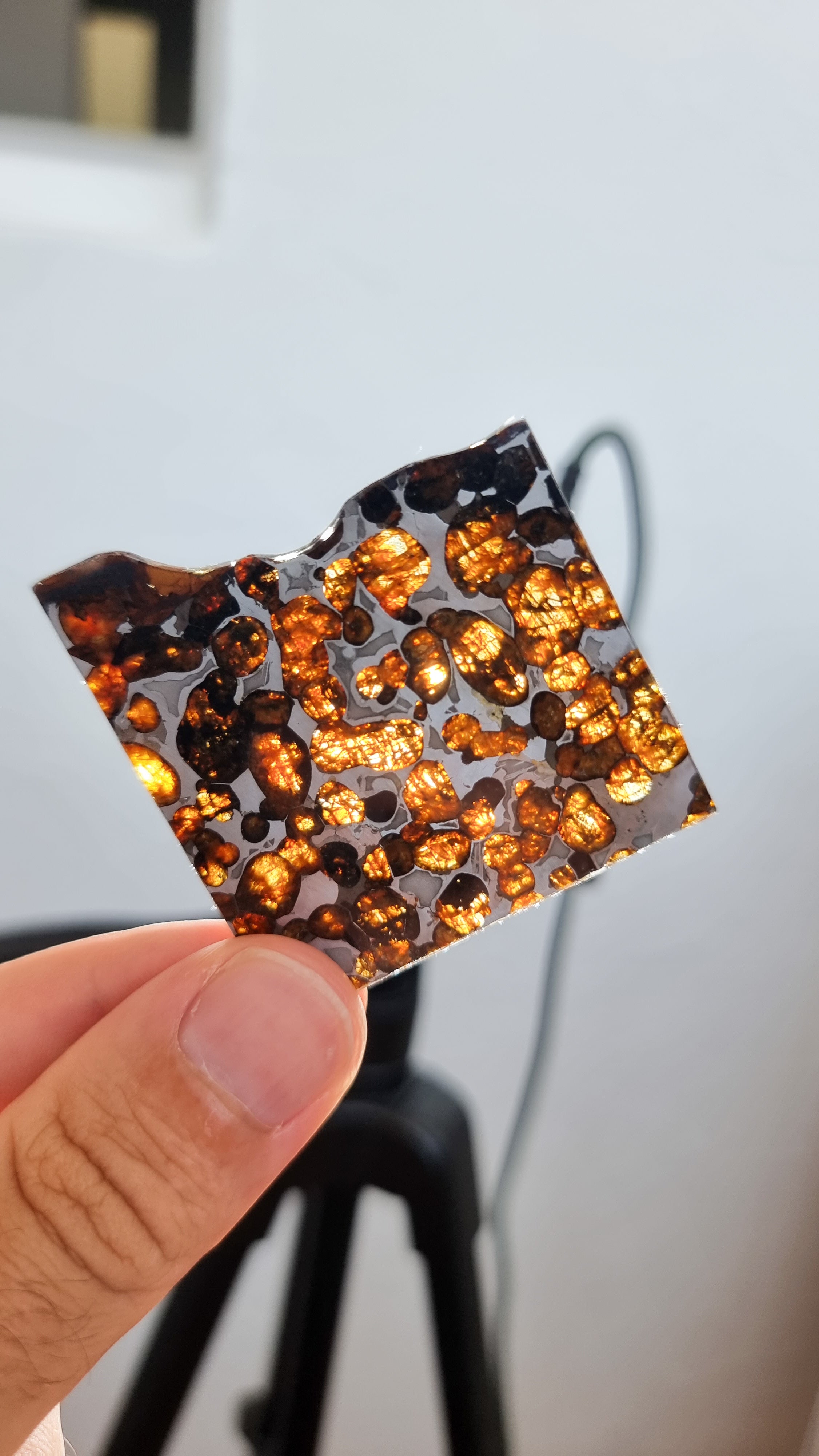 Sericho Pallasite, Kenya. 13.05g slice.