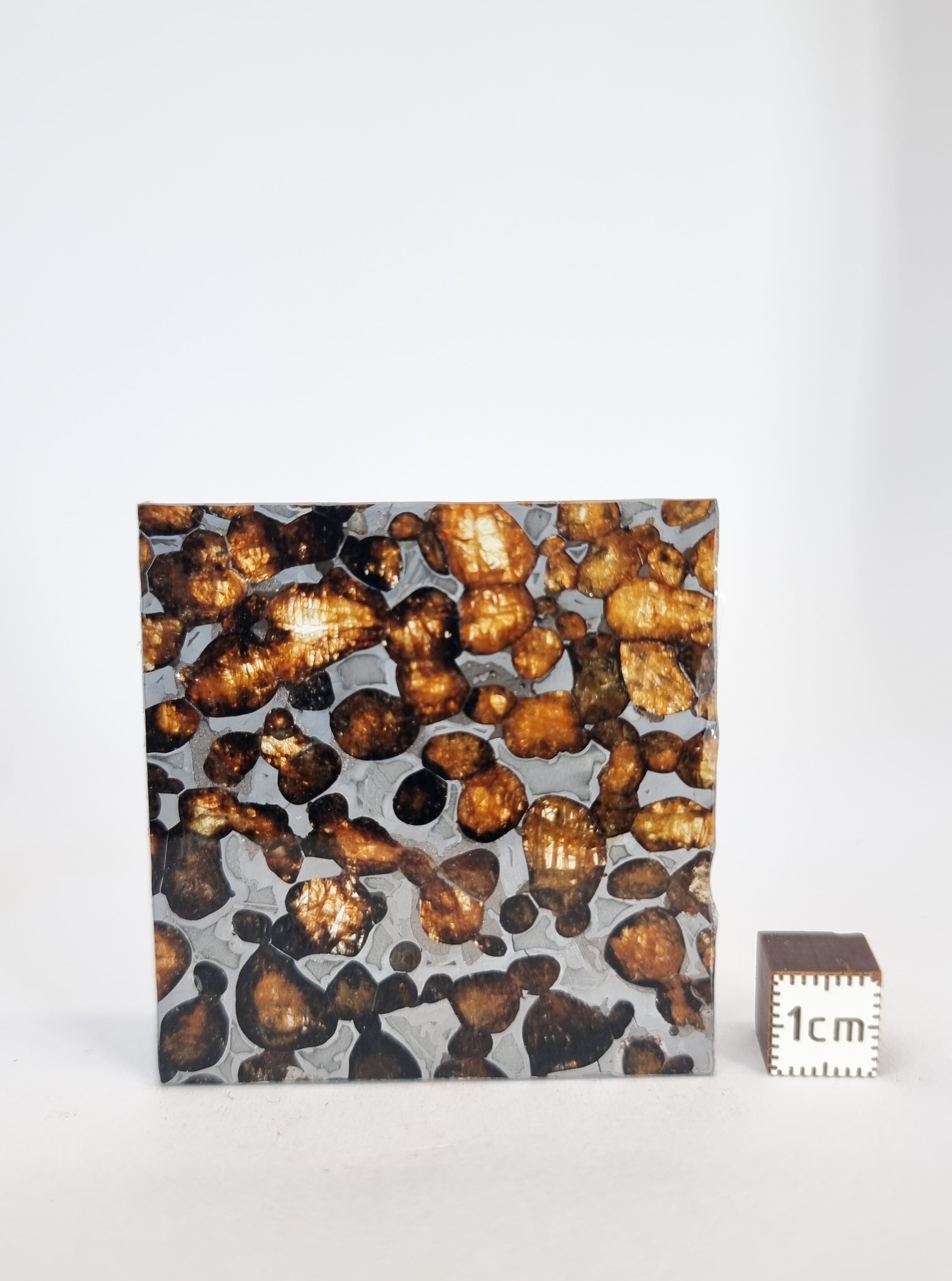 Sericho Pallasite, Kenya. 15,28g slice.