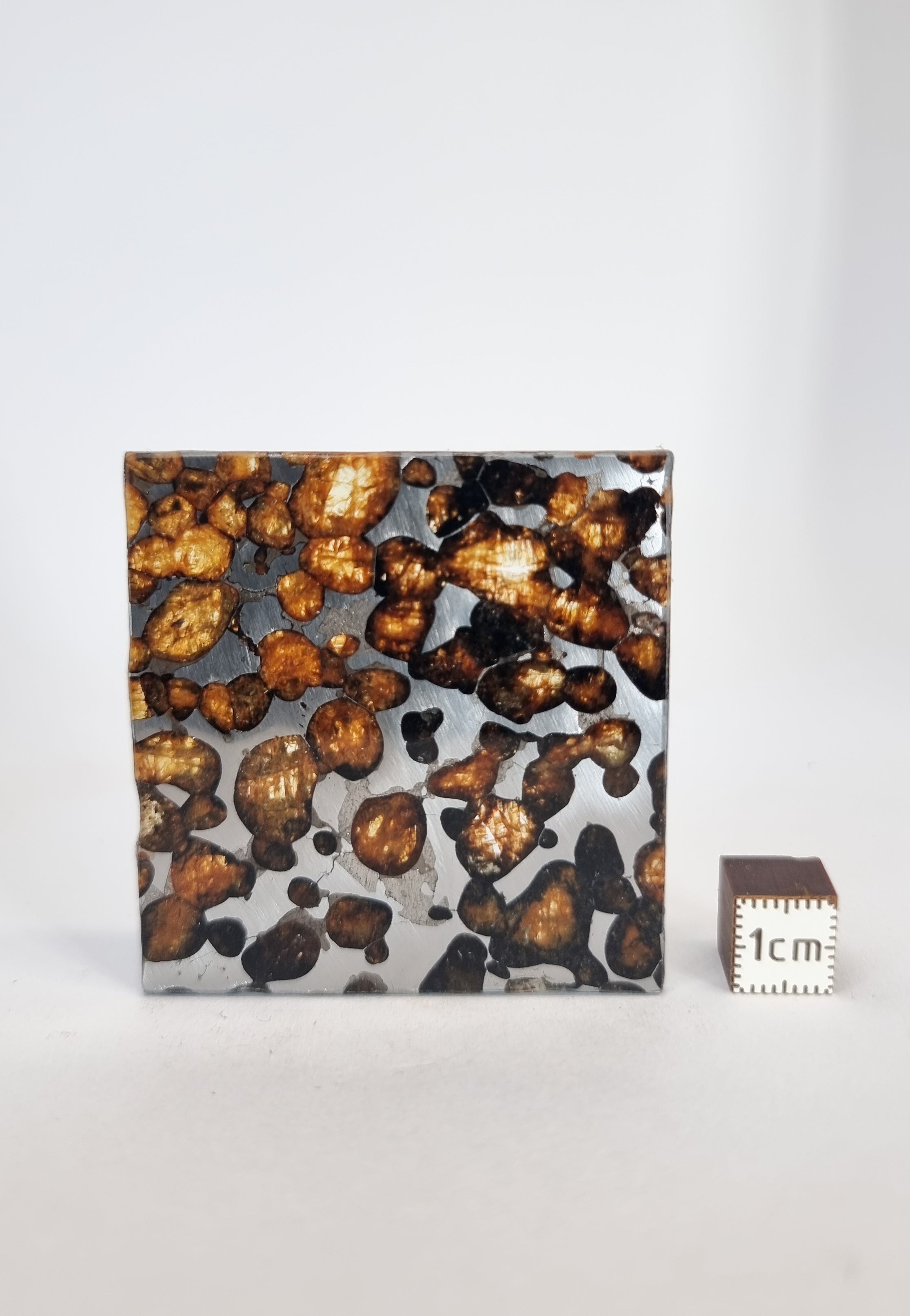 Sericho Pallasite, Kenya. 15,28g slice.