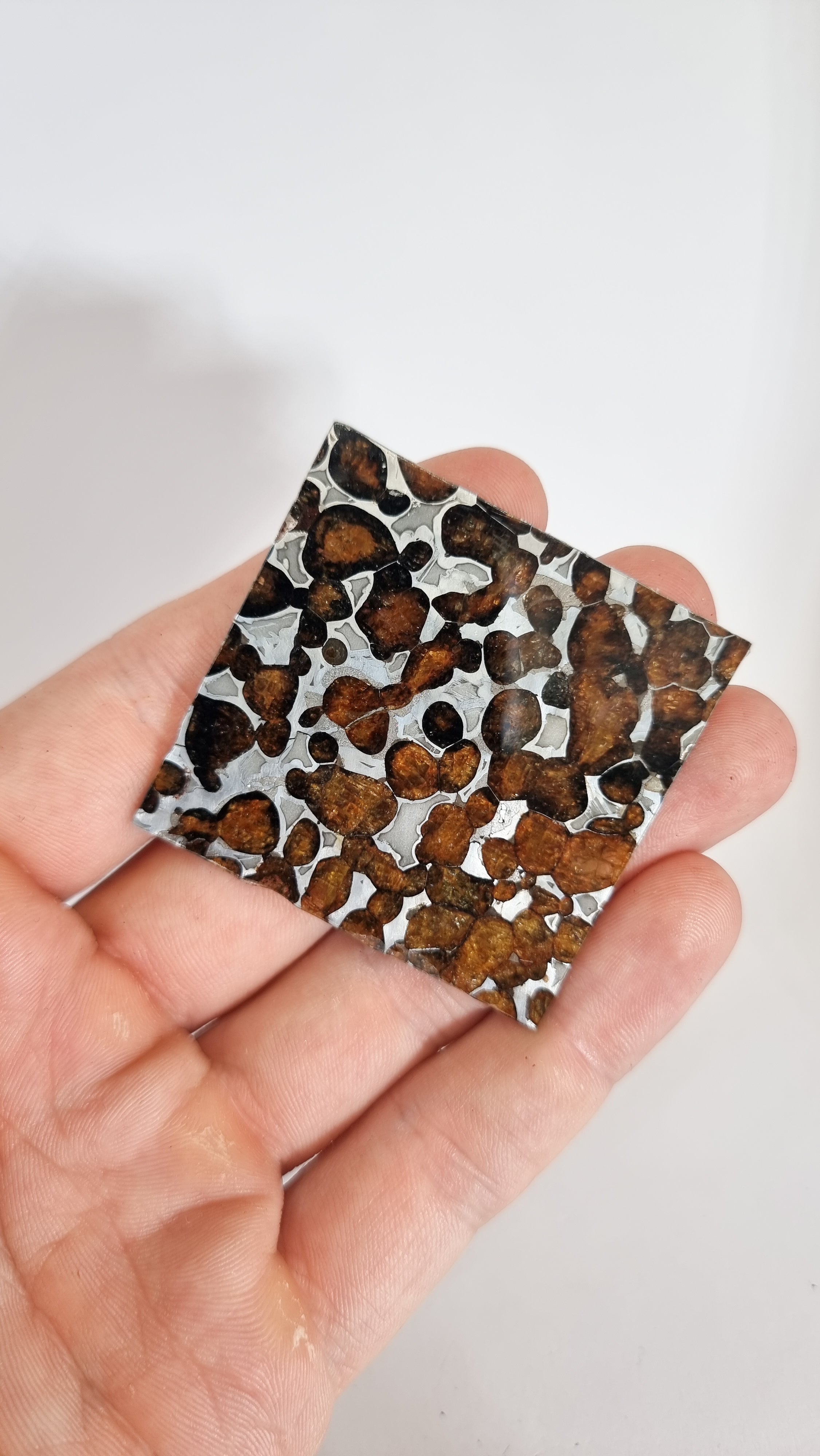 Sericho Pallasite, Kenya. 15,28g slice.