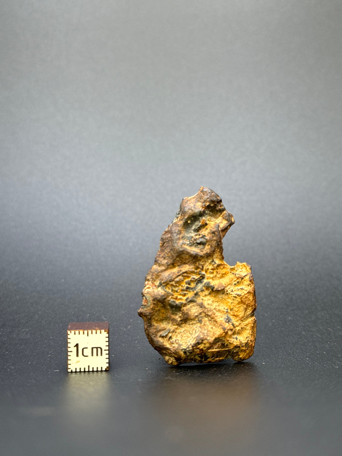 IMILAC PALLASITE METEORITE, END CUT, CHILE. 22,62 GRAMS.