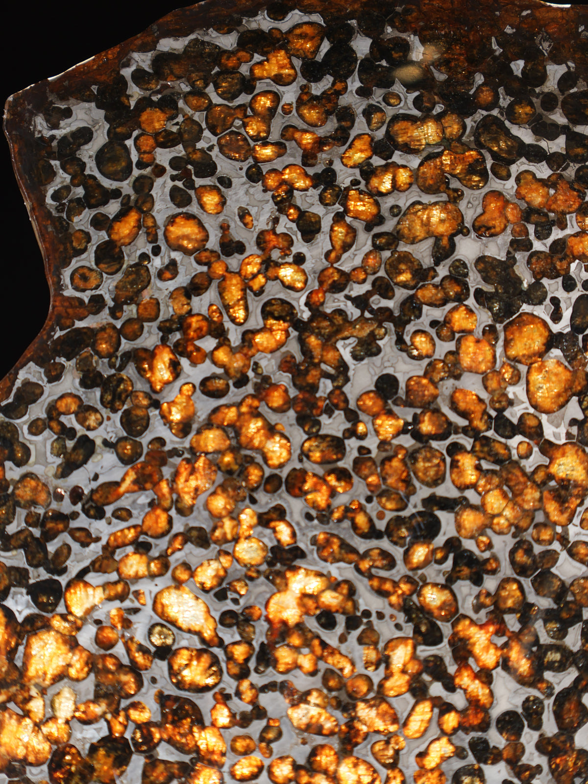 Sericho Meteorite slice from Kenya, 550 g